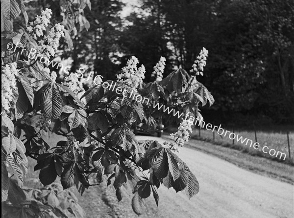 CHESTNUTS IN BLOOM